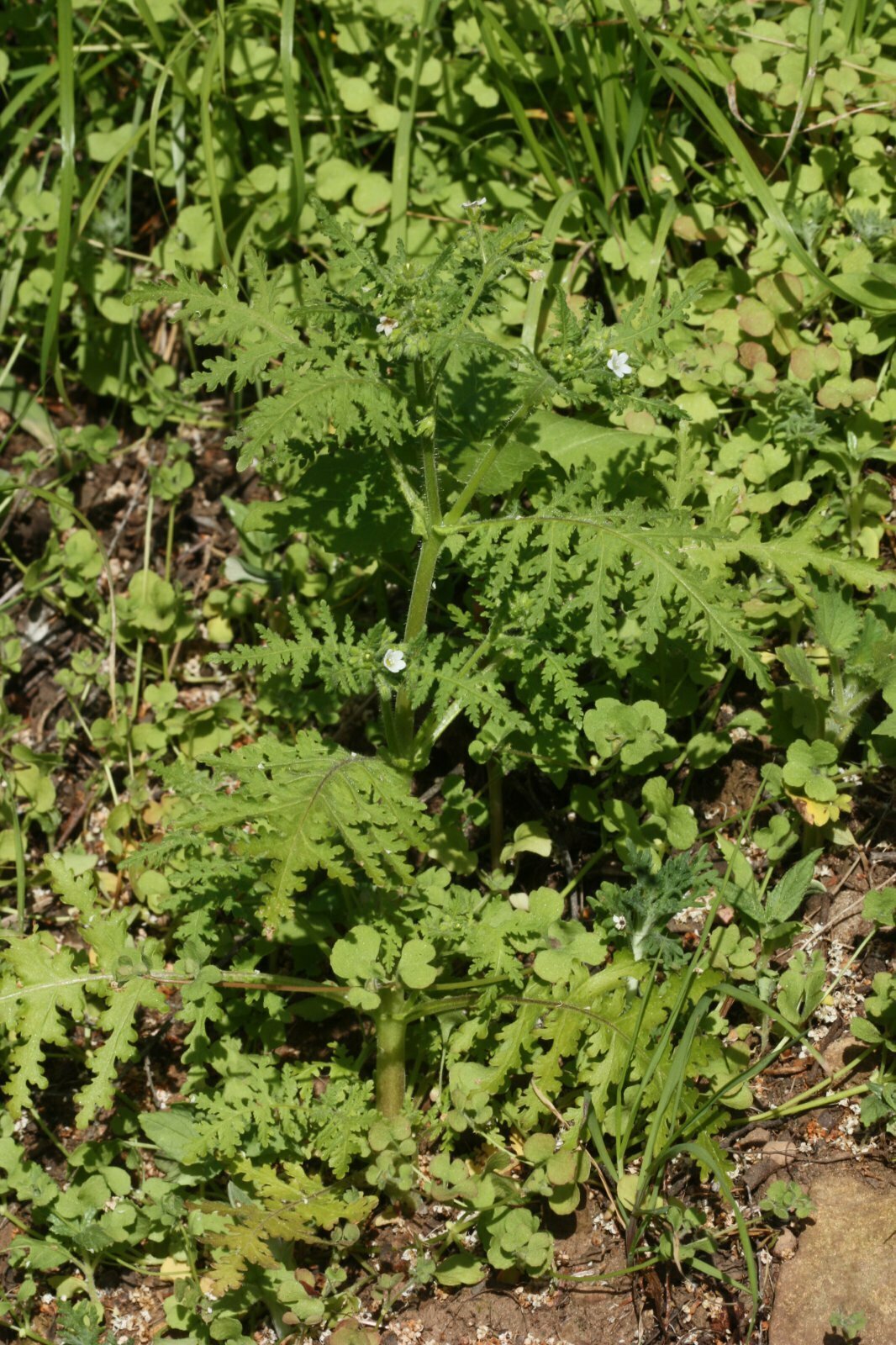 High Resolution Pterostegia drymarioides Leaf